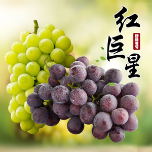 【绍兴水果批发】绍兴水果批发价格/图片_绍兴水果批发批发/采购_绍兴水果批发厂家/供应商